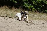 BOULEDOGUE FRANCAIS 184